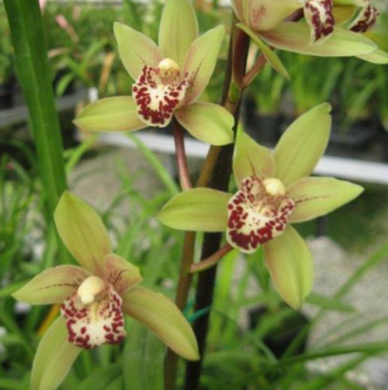 Cym. Cutesie ‘Pakkret’ x Gram. Pakkret Leo ‘semi-alba’ 4in