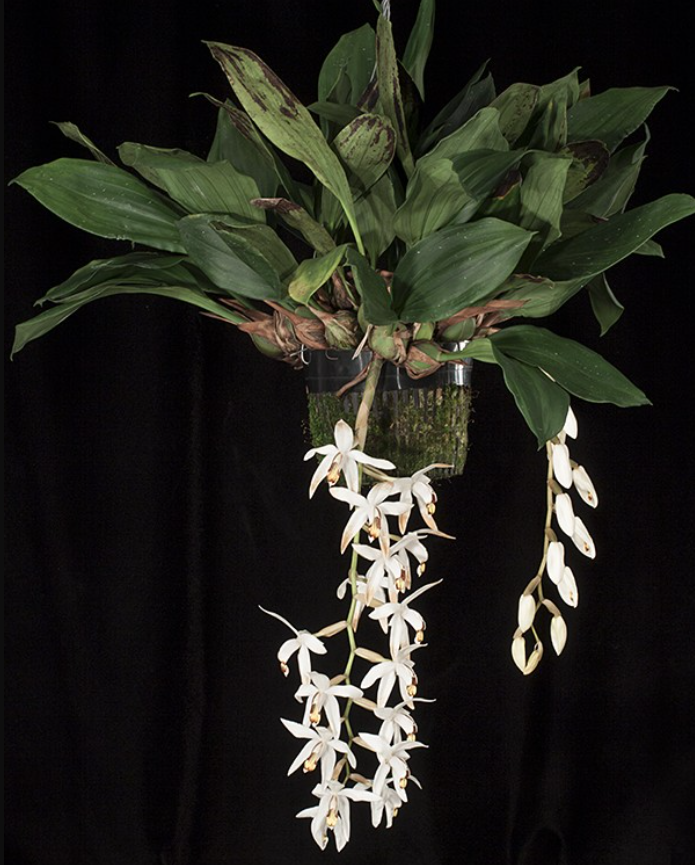 Coelogyne kaliana x sib 4in