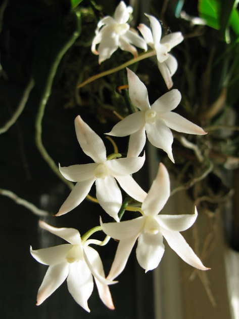 Aerangis biloba x sib 3in