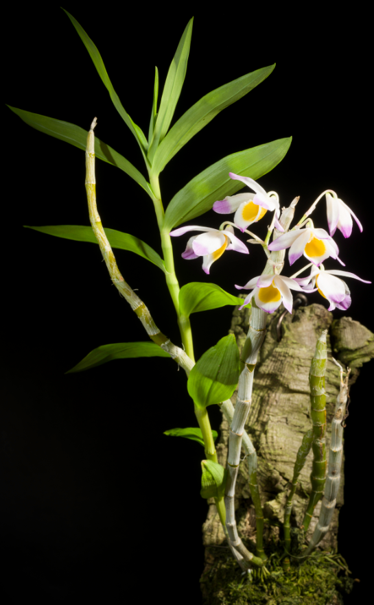 Dendrobium gratiosissimum 3in