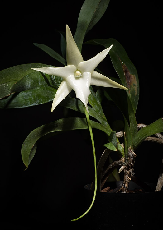 Angraecum sesquipedale x sib 4in
