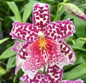 Aliceara (Beallara) Big Shot 'Pink Panther' 4in