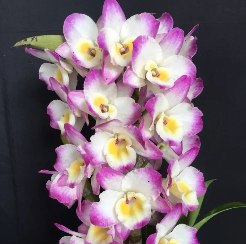 Den. Gold Diamond (nobile) 4in