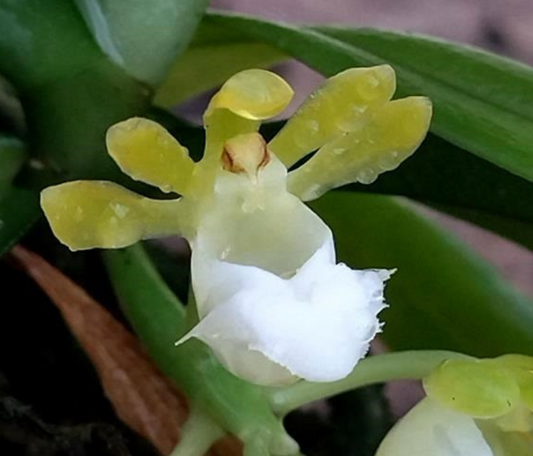 Gastrochilus patinatus alba x sib 3in