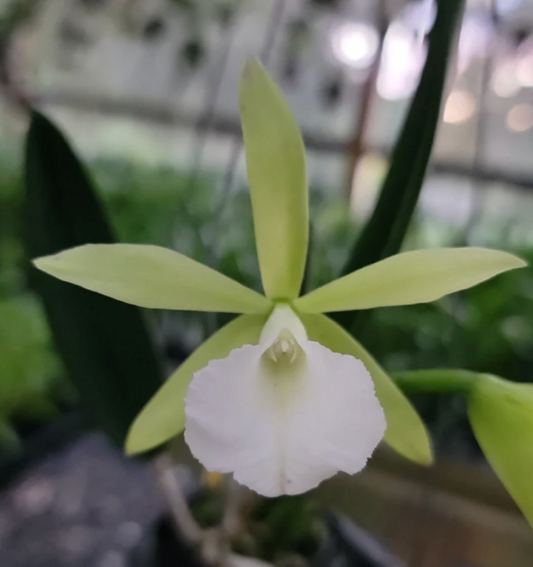 Lc. Green Veil x nodosa '4N' 4in