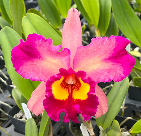 Pot. Kyla Kobayashi 'Paradise' 4in