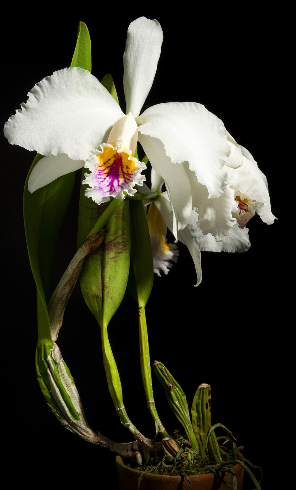 Cattleya mossiae semi-alba x sib 5in