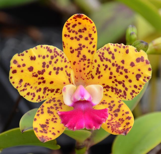 Blc. Suncoast Sunspots x Slc. Katherine Clarkson 4in