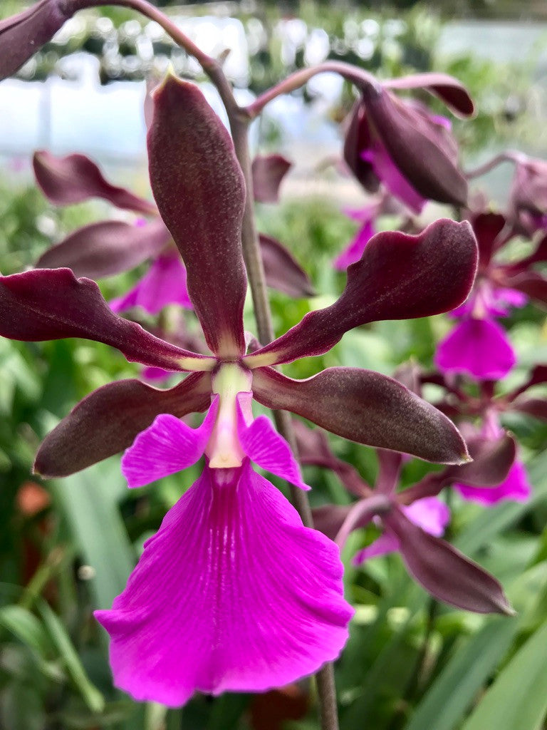 Encyclia Rioclarense (cordigera x randii) 4in