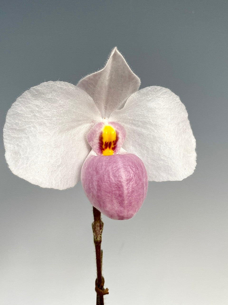 Orchid Moss – littleorchidannie