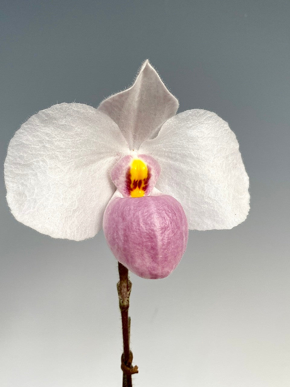 Paph. delenatii 4in