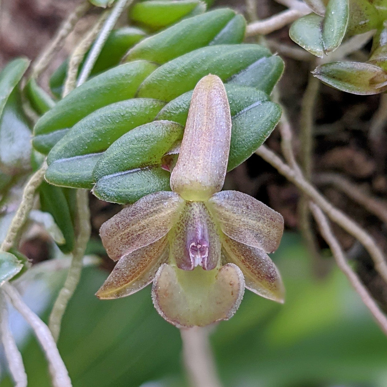 Epidendrum longirepens (mounted)