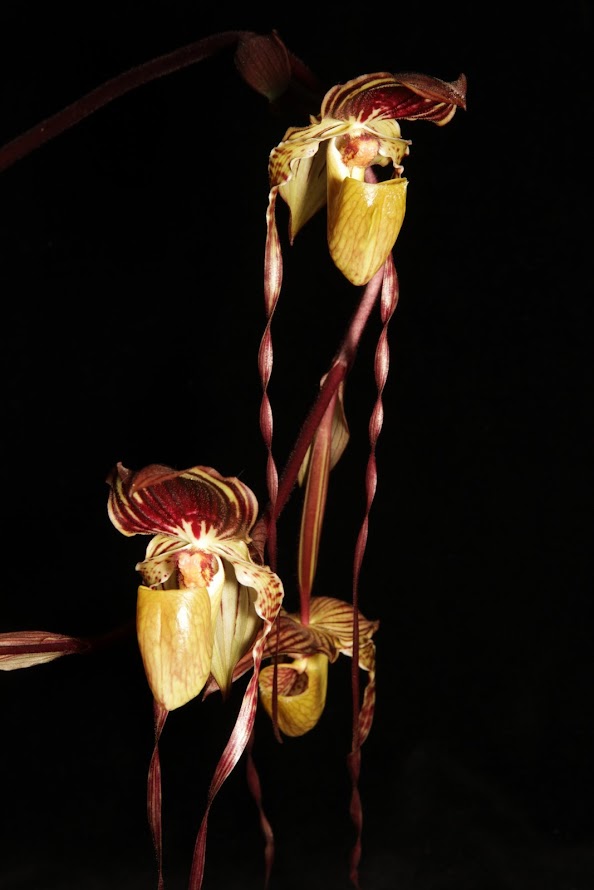 Paph. Addicted Phillip 4in