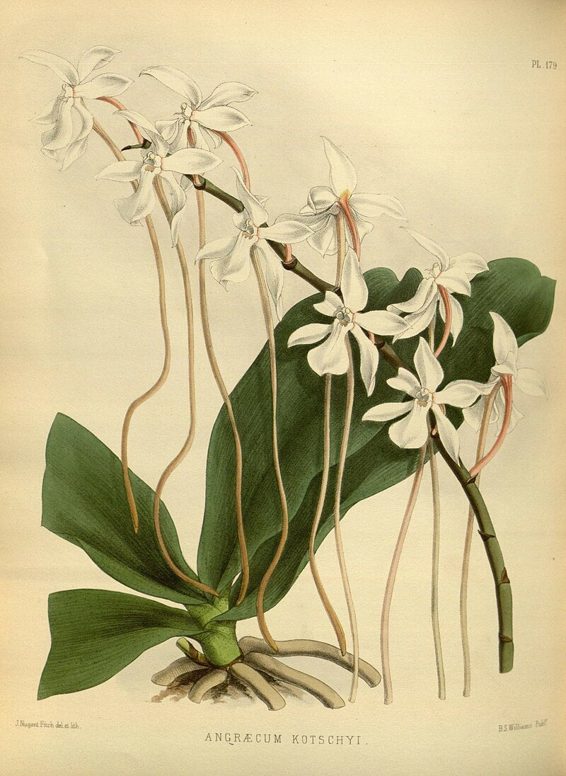 Aerangis kotschyana 3in