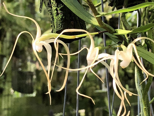 Angraecum corrugatum 3in