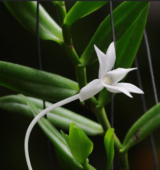 Angraecum florulentum x sib 3in