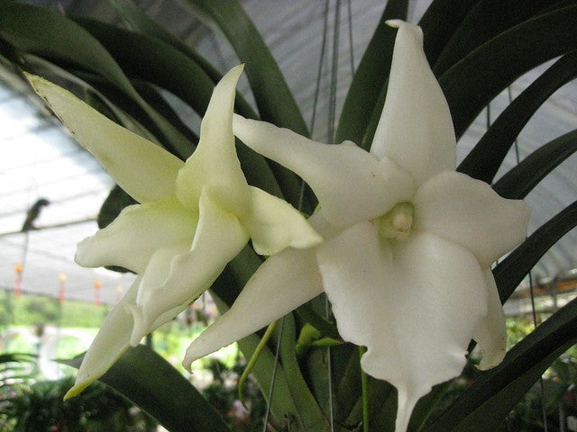 Angraecum Lemforde White Beauty 4in