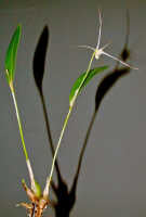 Diplocaulobium arachnoideum 'OrchidFix Tiny Gem' (division)