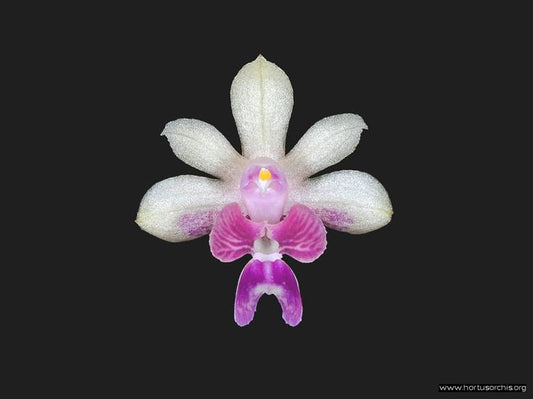 Kingidium deliciosum sp. 3in