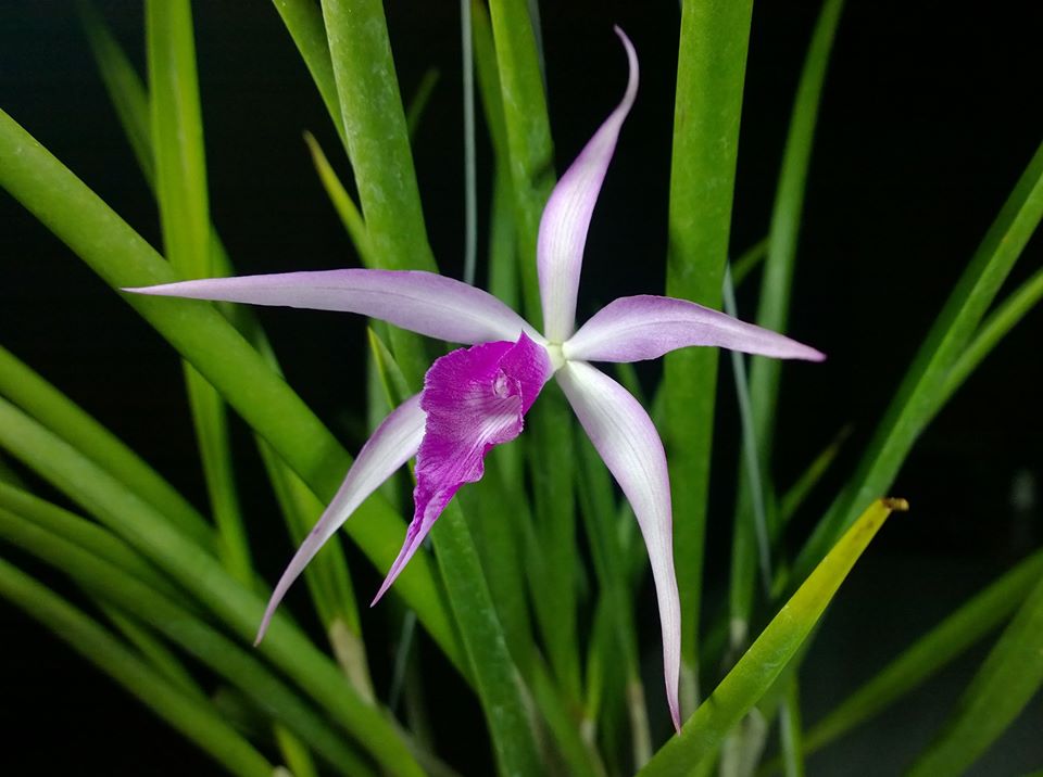 Brassocattleya Amethyst 4in