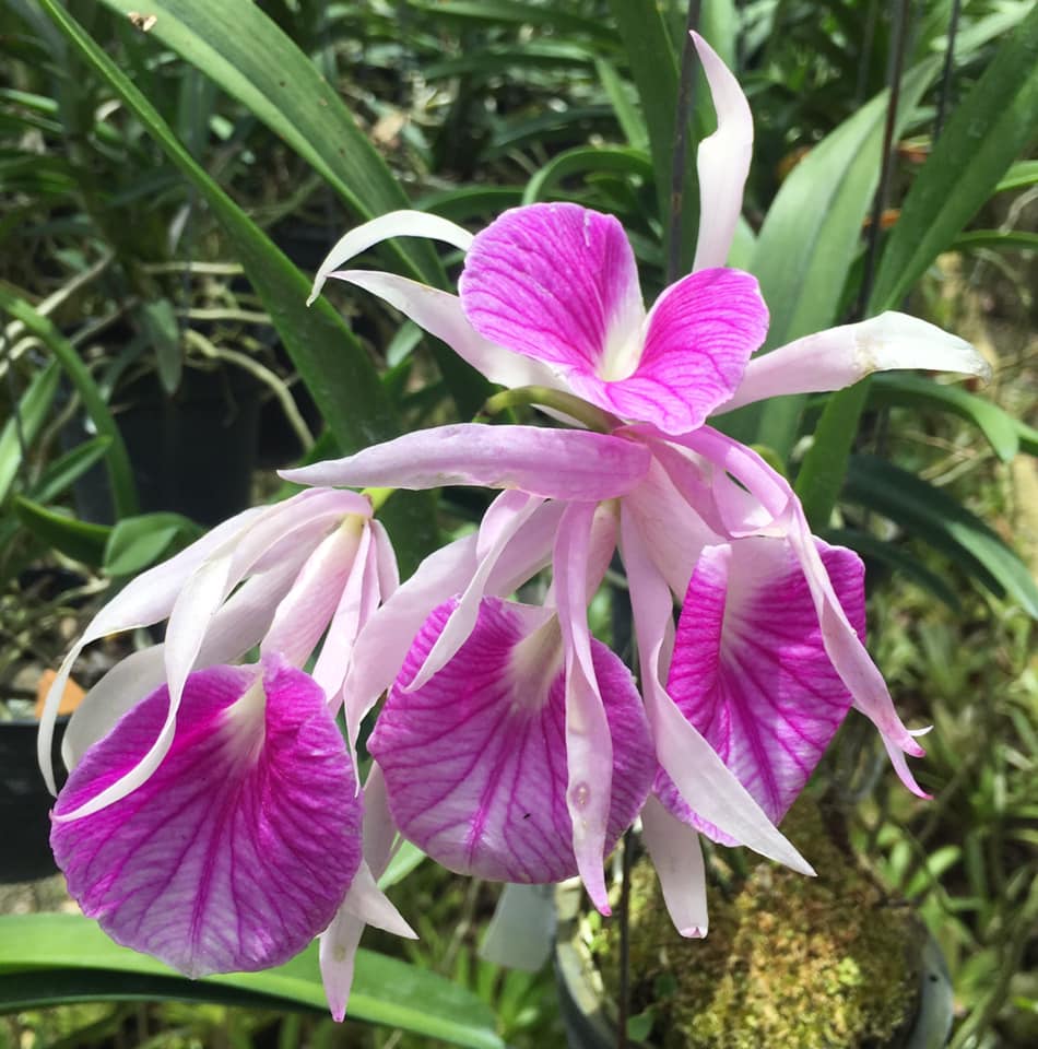 Bc. Morning Glory (B. nodosa '7' x C. purpurata v. S/A) 4in