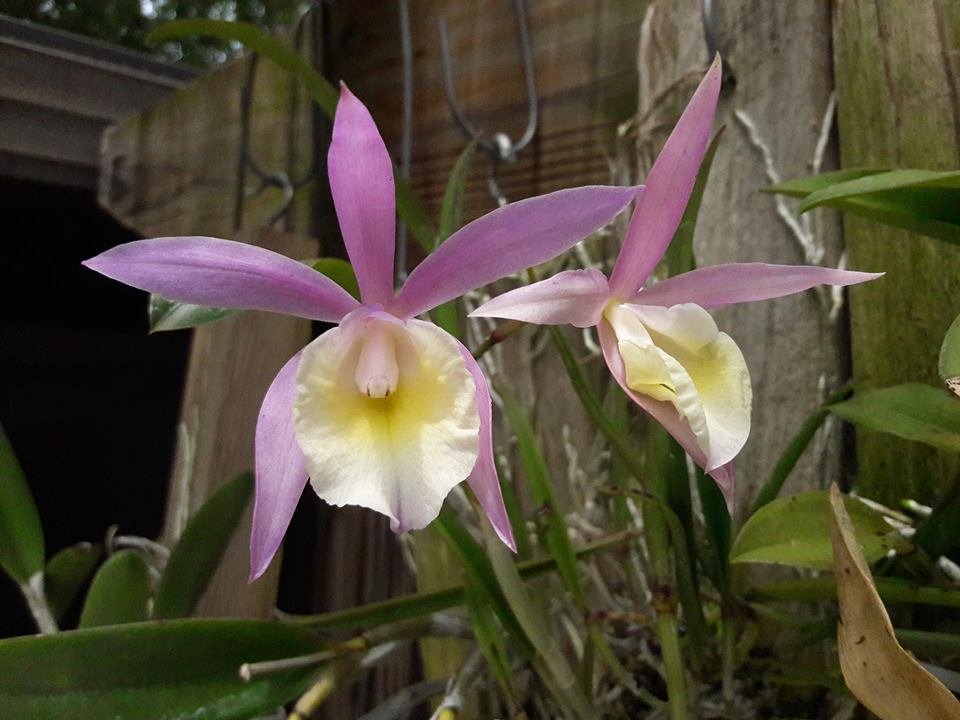 Bc. North Miami (C. loddigesii x B. nodosa) 4in