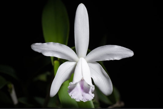 C. intermedia f. amethystine ‘Arenbeem’ x walkeriana ‘Midnight Blue’ 4in