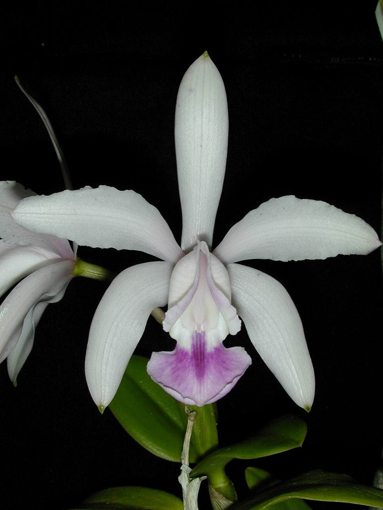 Cattleya intermedia v. coerulea x intermedia 'Aranbeem' 5in