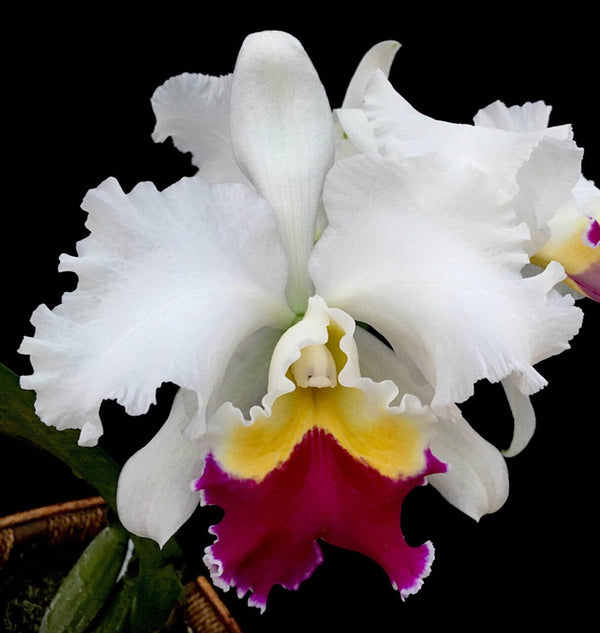 C. Taida Swan ‘Polar Bear’ 4in
