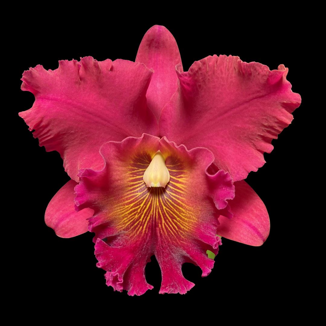 Rhyncholaeliocattleya Fire Jewel 'Volcano Queen' 5in