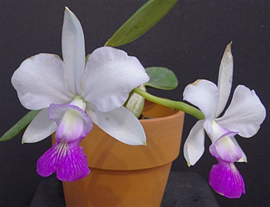 Cattleya walkeriana v. semi alba x sib 5in