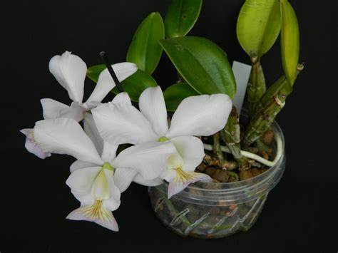 Cattleya nobilior alba x sib 4in