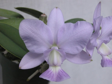 C. intermedia f. amethystine ‘Arenbeem’ x walkeriana ‘Midnight Blue’ 4in