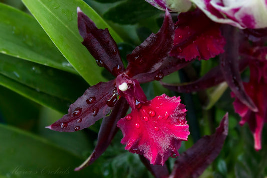 Colmanara Massai 'Red' 4in