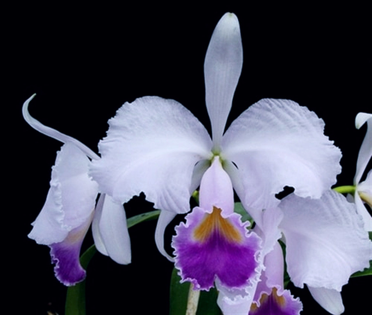 C. trianae coerulea 'Blue Moon' x self 4in