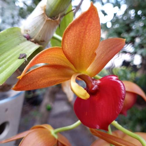 Cycnodes Taiwan Gold 'Orange' (Cyc. chlorochilon x Morm. badia) 4in