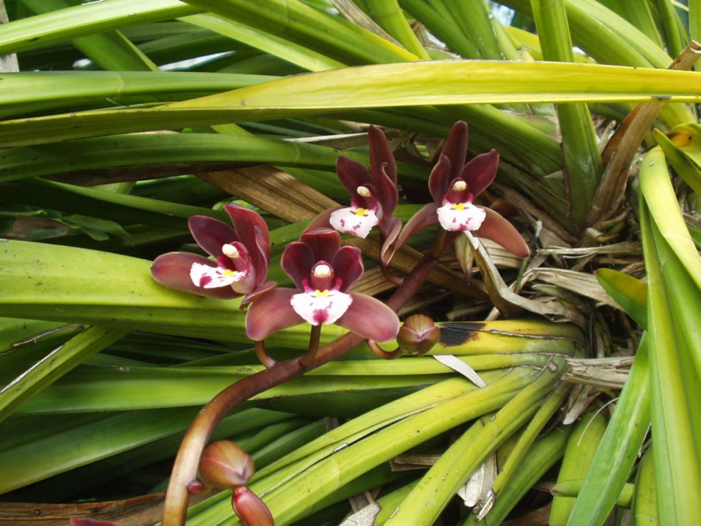 Cymbidium atropurpureum 6in