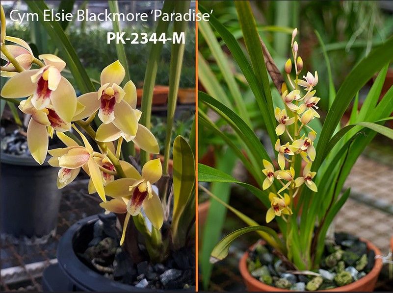 Cym. Elsie Blackmore ‘Paradise’ (mericlone) 4in