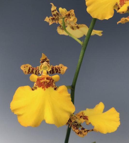 Oncidium Gower Ramsey 4in
