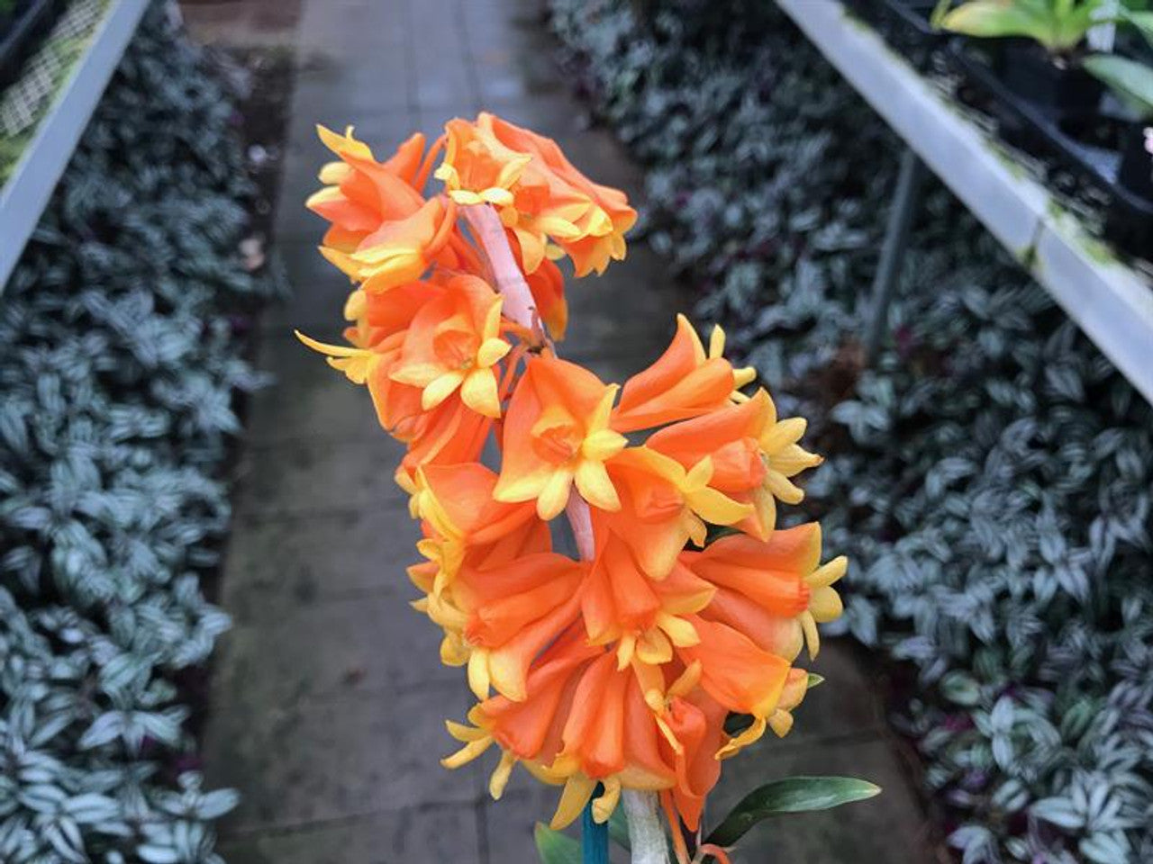 Dendrobium chrysopterum (syn obtusisepalum) 4in