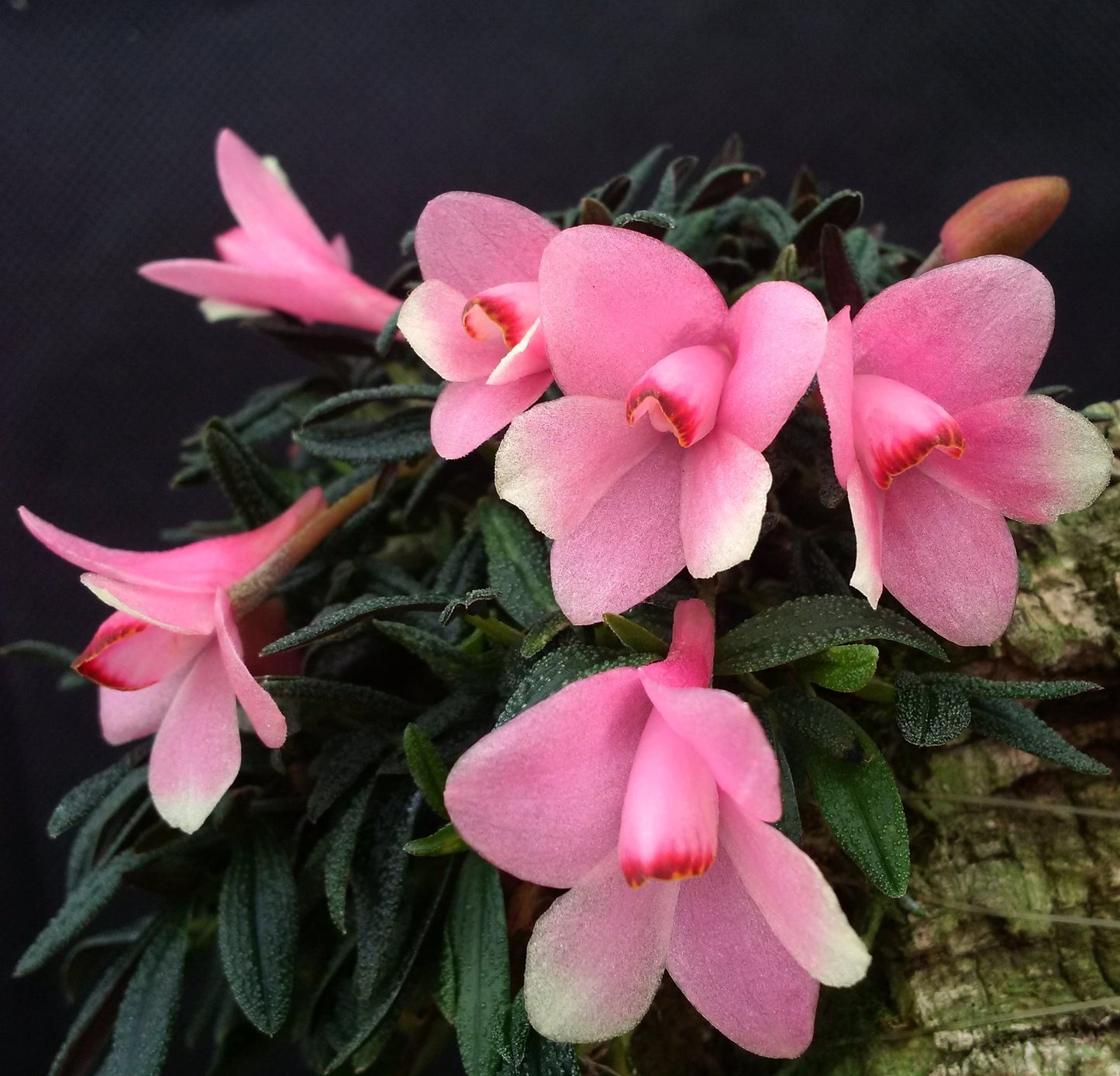Den. victoria reginae 'SO Indigo' x Den. cuthbertsonii 'SO Pink' 3in