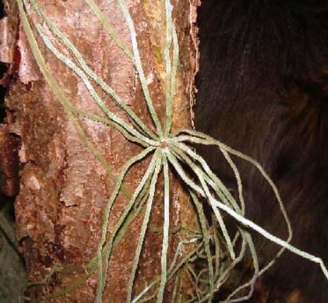 Dendrophylax fawcettii 3in mounted