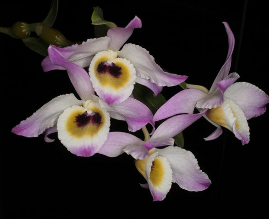 Den. findlayanum v. oculatum x sib 4in