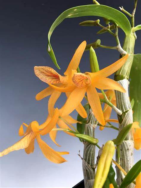 Dendrobium Pixie Charm 4in