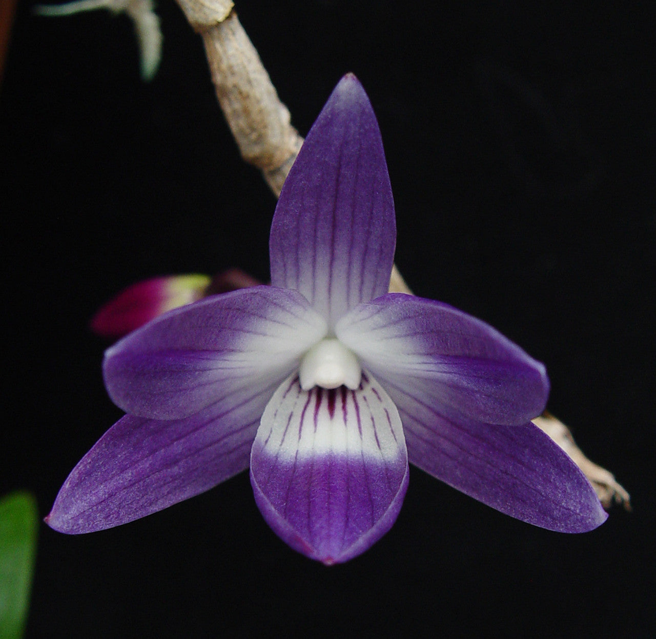 Den. victoria reginae 'SO Indigo' x Den. cuthbertsonii 'SO Pink' 3in