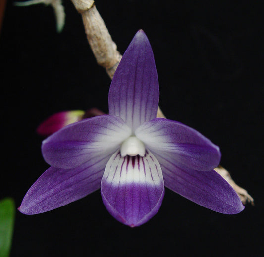 Den. victoria reginae 'SO Indigo' x Den. cuthbertsonii 'SO Pink' 3in
