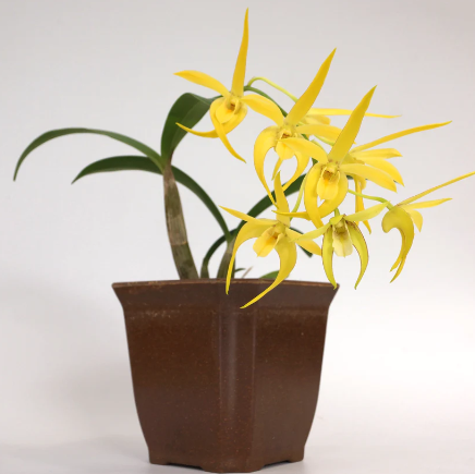 Dendrobium Regal Vista 3in