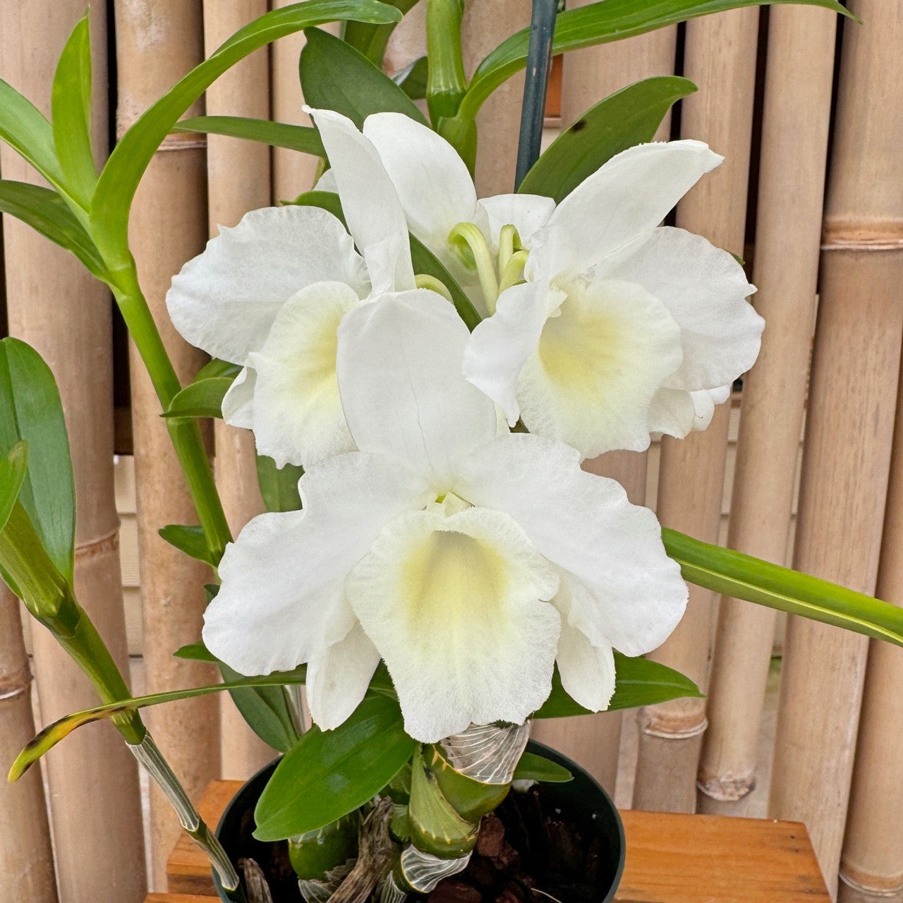 Den. Spring Snow (nobile) 4in