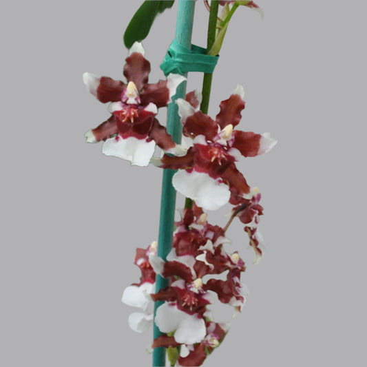Oncidium Heaven Scent 'Redolence' 4in