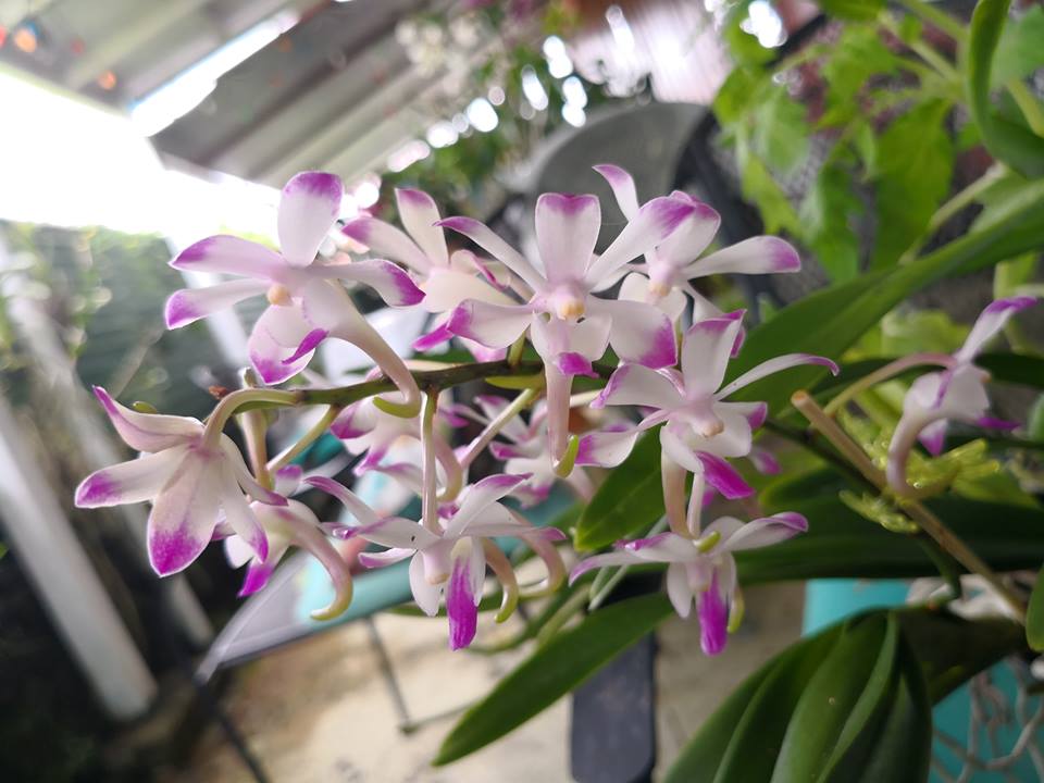 Aeridovanda Liberty Creek (Vanda falcata x Aerides lawrenceae) mounted